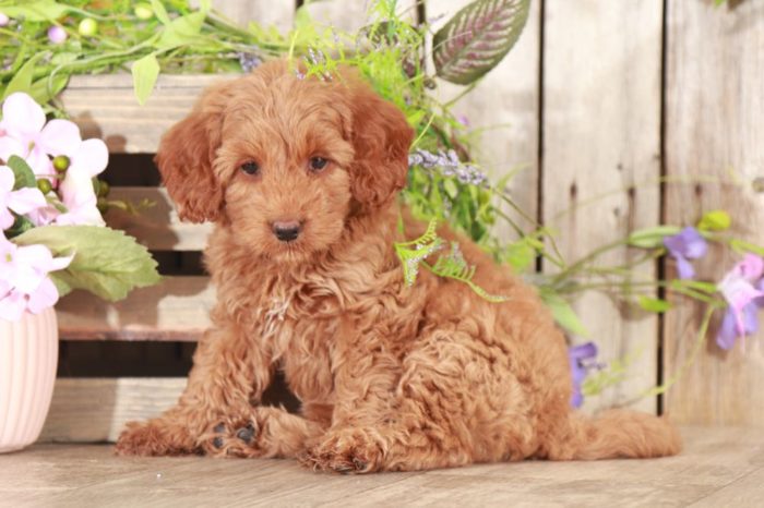 Zara - Beautiful Little Female ACA Yorkie Puppy