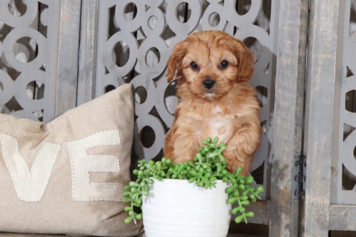 Zara - Beautiful Little Female ACA Yorkie Puppy - Image 3