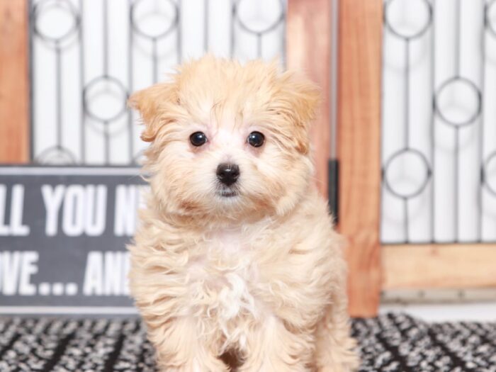 Zelda- Wonderful Little Female Malti-Poo Puppy