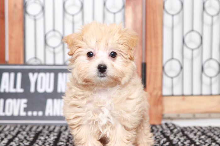 Zelda- Wonderful Little Female Malti-Poo Puppy - Image 3