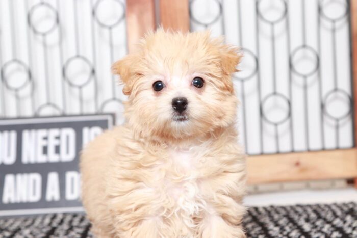 Zelda- Wonderful Little Female Malti-Poo Puppy - Image 2