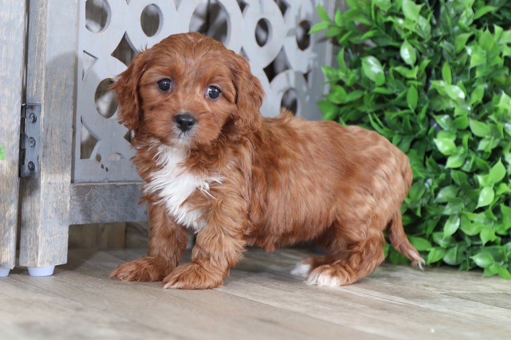 Xena - Darling CavaPoo - Image 4