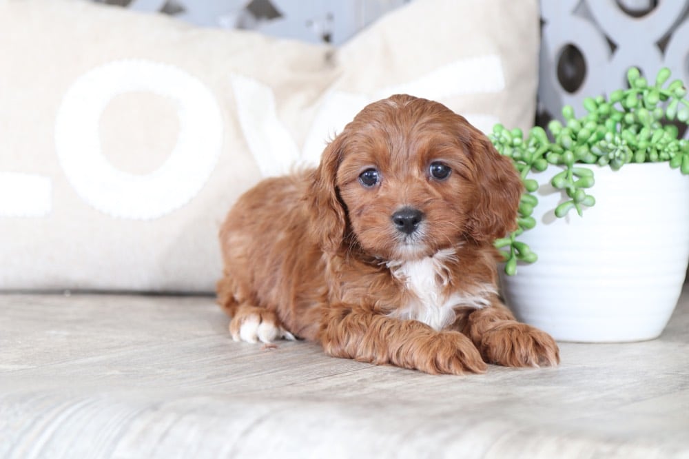 Xena - Darling CavaPoo