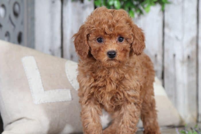 Zoey - Sweet Toy Poodle