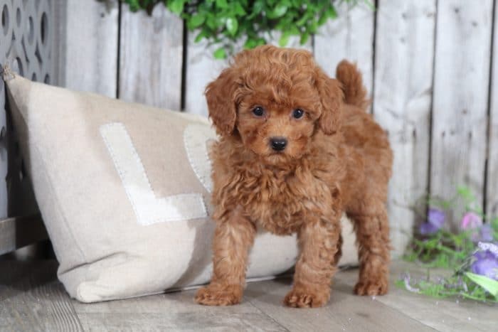 Zoey - Sweet Toy Poodle - Image 2