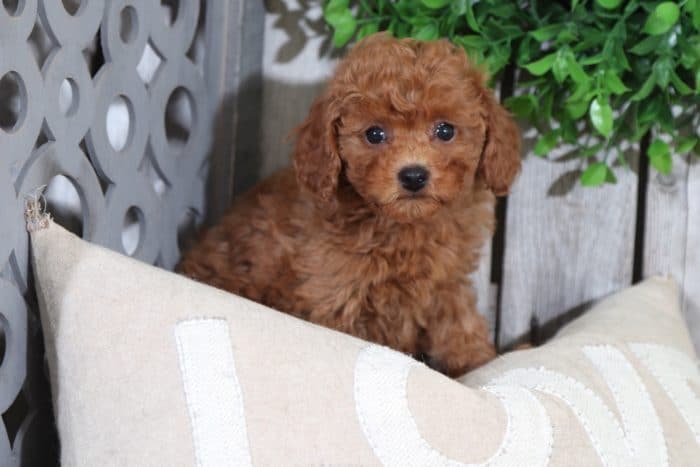 Zoey - Sweet Toy Poodle - Image 3