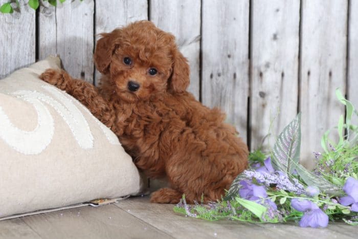 Zoey - Sweet Toy Poodle - Image 4
