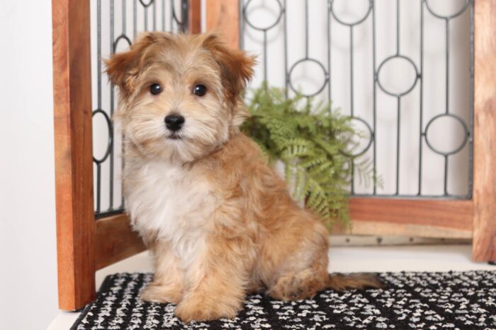 Zooma- Playful Little Male Morkie Puppy