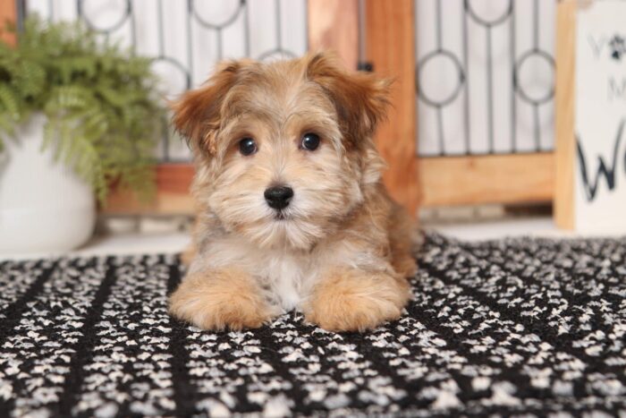 Zooma- Playful Little Male Morkie Puppy - Image 2
