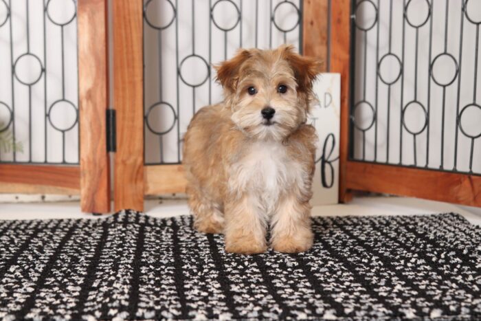 Zooma- Playful Little Male Morkie Puppy - Image 3