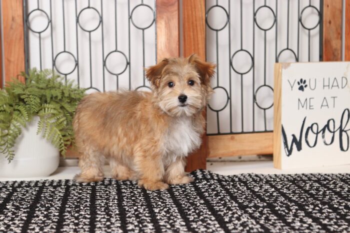 Zooma- Playful Little Male Morkie Puppy - Image 4