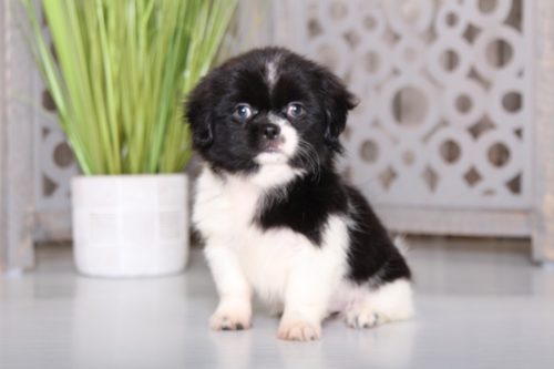 Shinese - Shih-Tzu/Pekenese